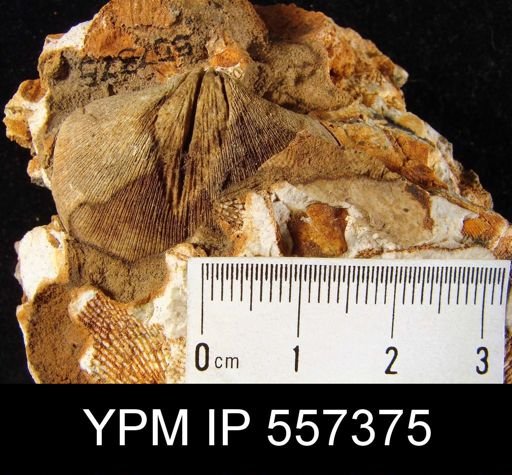 Reticularia pseudolineata