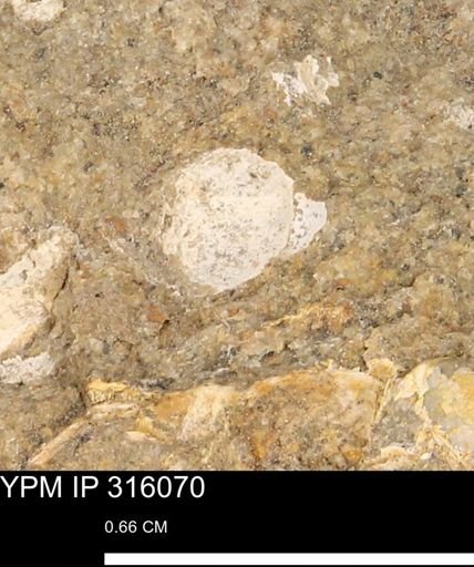 undet. Mollusca
