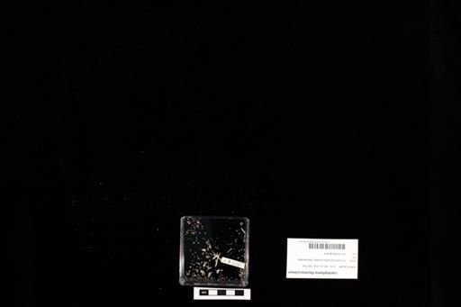 Lepidophyma flavimaculatum