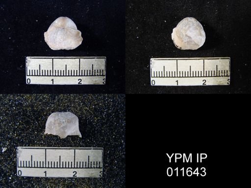 Marginifera cristobalensis