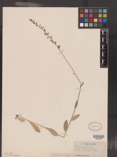 Lobelia spicata