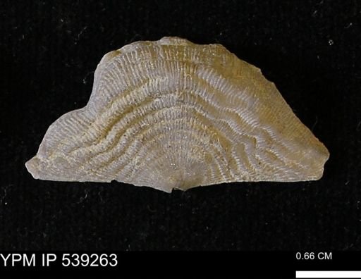 Leptaena rhomboidalis tenuistriata