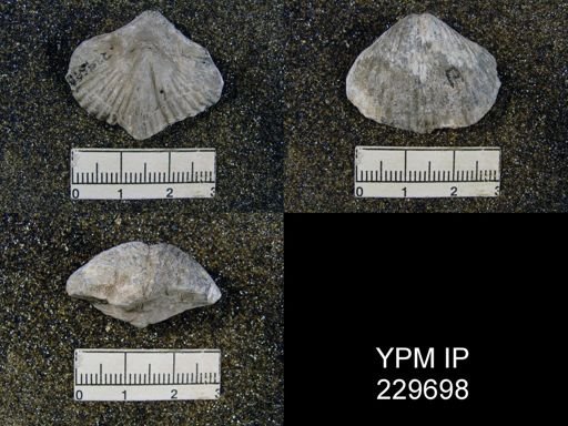 Spirifer occidentalis