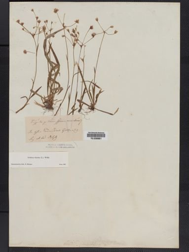 Luzula pilosa