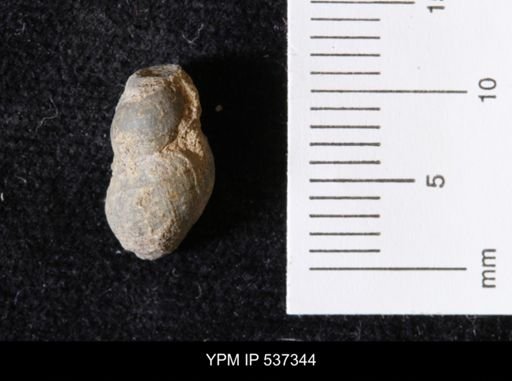Goniobasis ortmanni