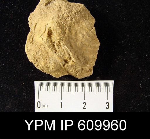 Leptaena rhomboidalis