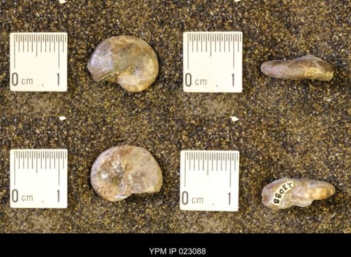 Discoscaphites rossi