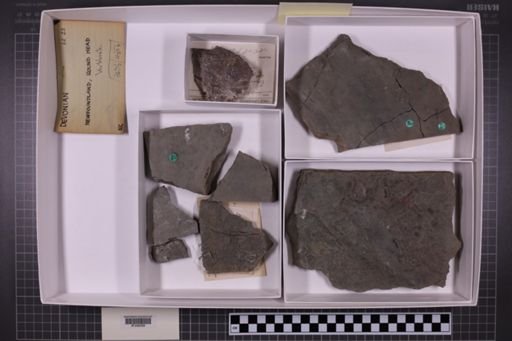 mixed taxa, stratigraphic collection