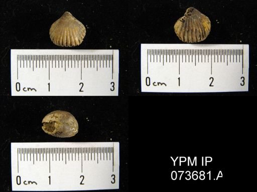 Camarotoechia perryvillensis