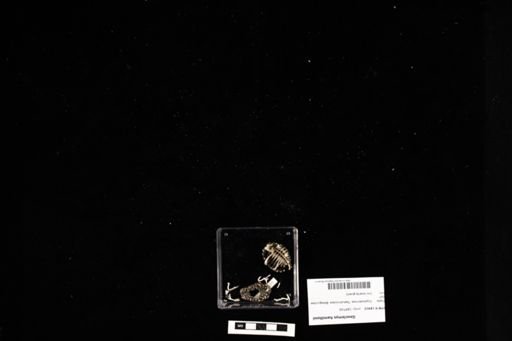 Geoclemys hamiltonii