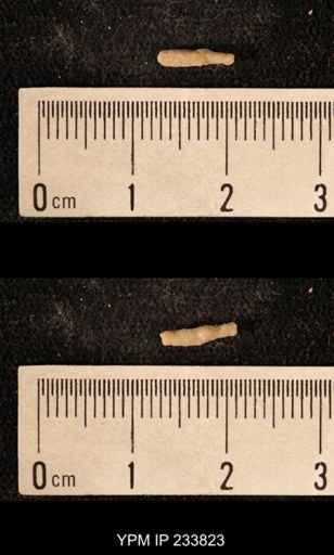 Archaeocidaris sp.