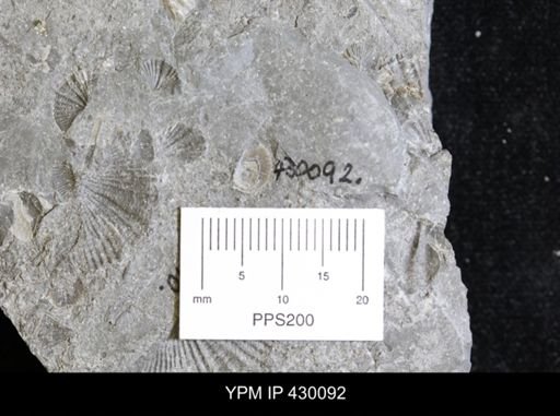 Devonochonetes sp.