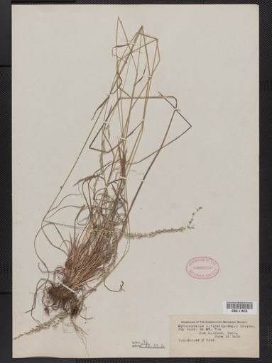Sphenopholis nitida