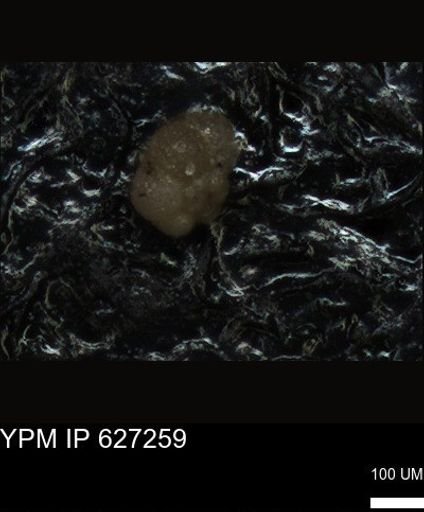 undet. Foraminiferida