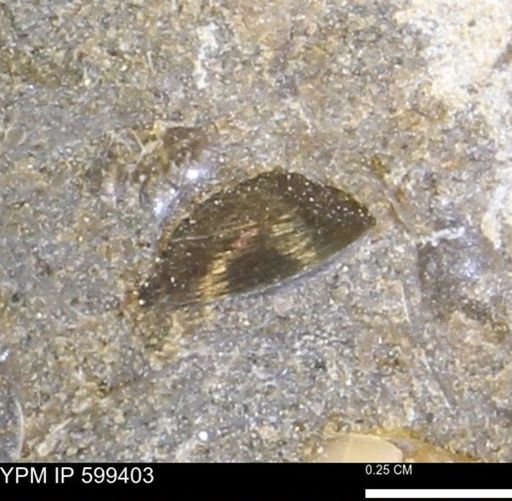 Protocardia subquadrata