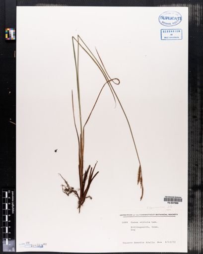 Carex stricta