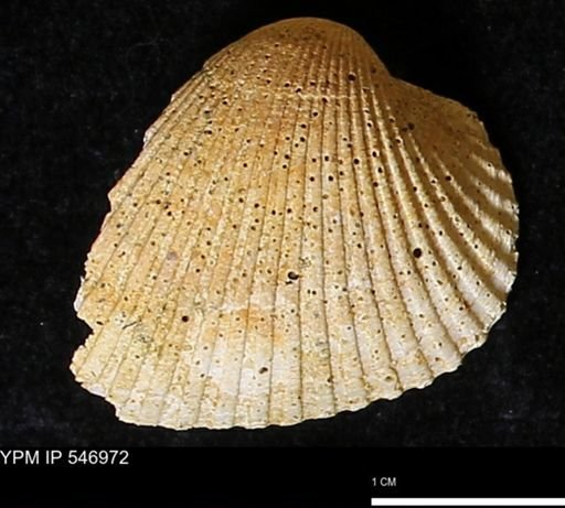Scapharca transversa