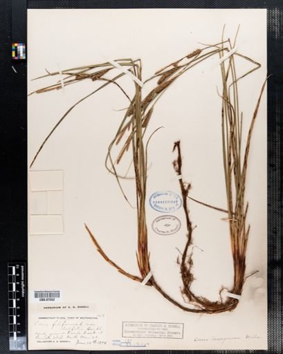 Carex lanuginosa