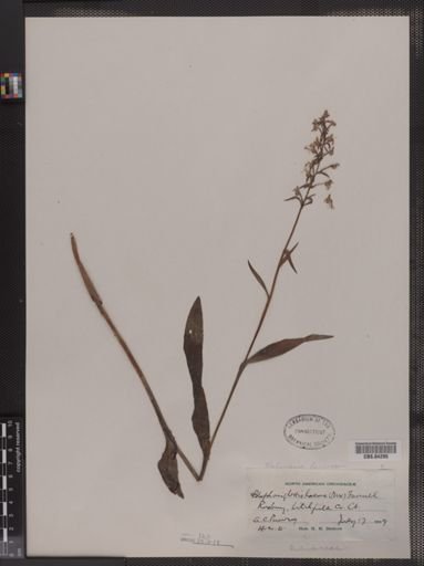 Blephariglottis lacera