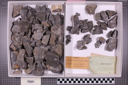 mixed taxa, stratigraphic collection