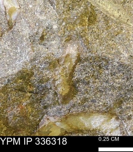 undet. Mollusca