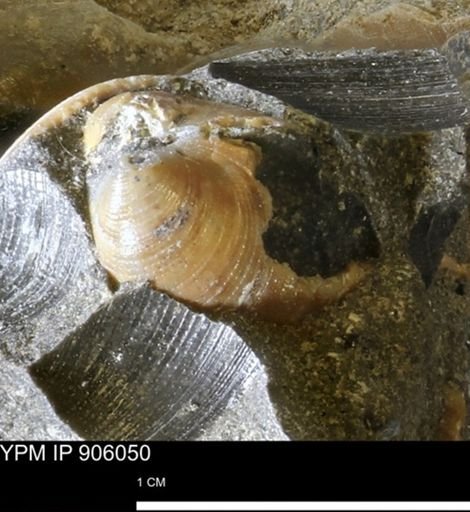 Limopsis striatopunctatus