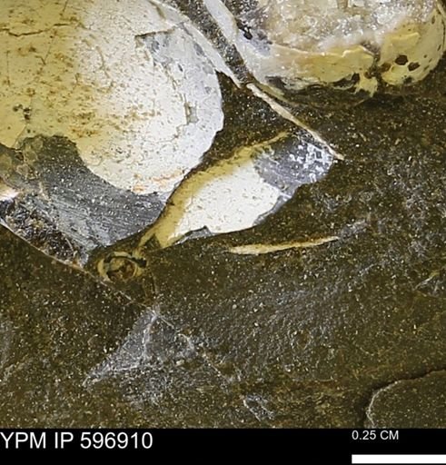undet. Bivalvia