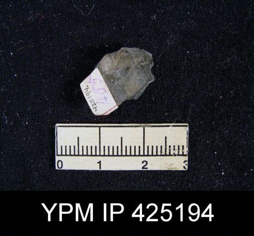Mesolobus striatus