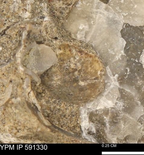undet. Bivalvia