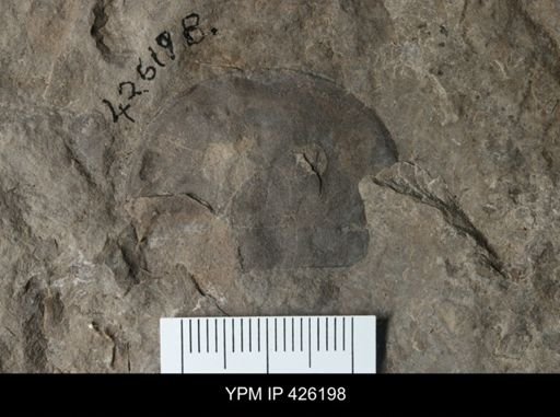 Erieopterus sp.
