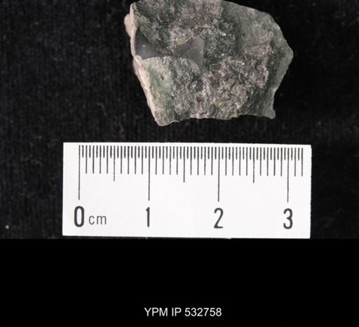 Crepicephalus sp.