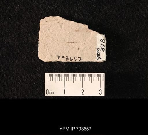 undet. Ephemeroptera