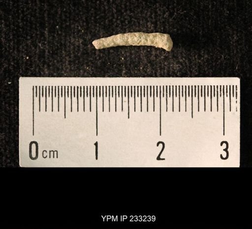 Archaeocidaris sp.