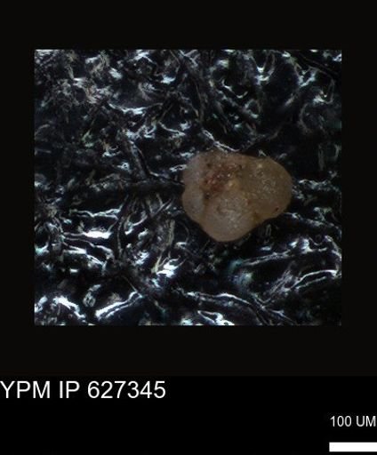 undet. Foraminiferida
