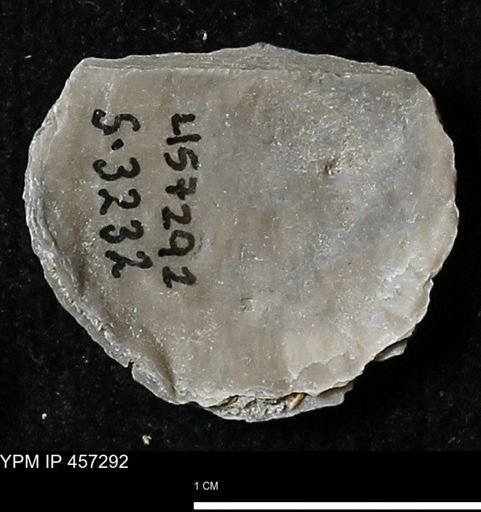 Pholidostrophia iowaensis