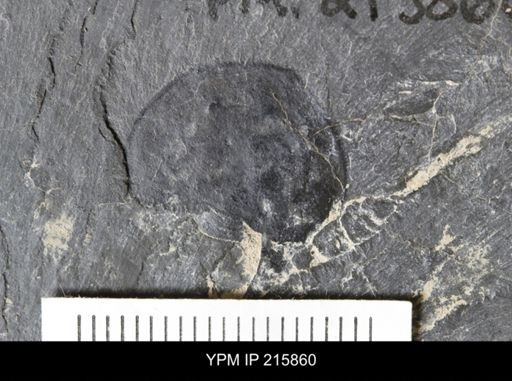 undet. Synziphosurina