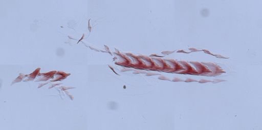 Flabellina verrucosa
