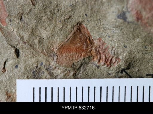 Cothurnocystis sp.