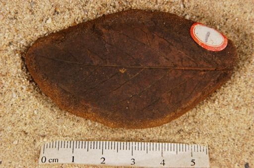 Populus kansaseana