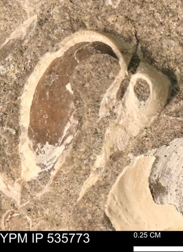 Limopsis striatopunctatus
