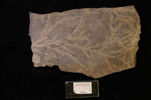 Chondrites lycopodioides