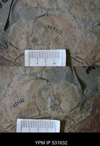 Aegirocassis?