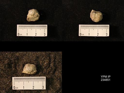 Marginifera wabashensis var. armata