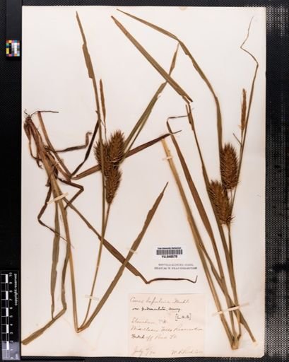 Carex lupulina