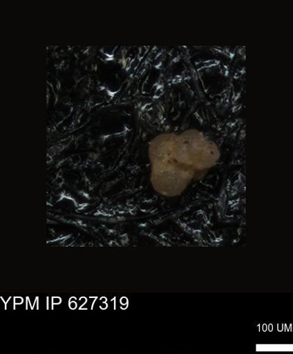 undet. Foraminiferida