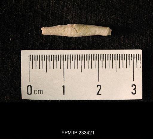 Archaeocidaris sp.