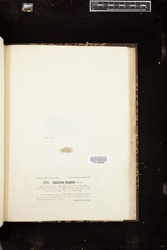 Staurastrum elongatum