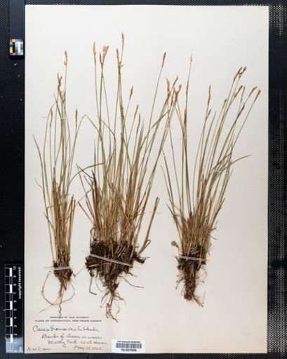 Carex bromoides