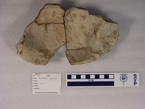 Ptychogaster emydoides