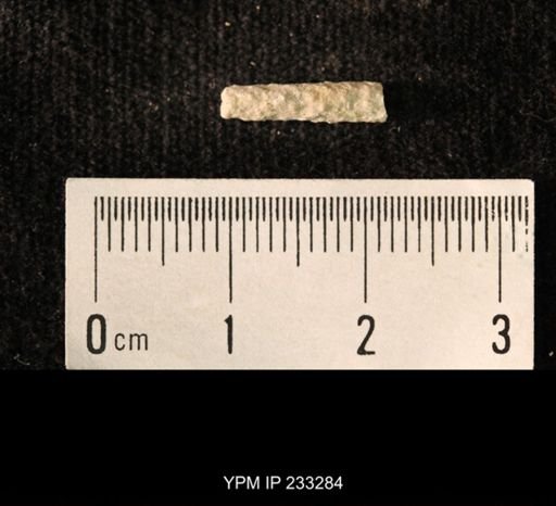 Archaeocidaris sp.